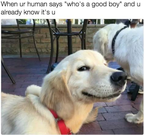 send nudes dog meme|50 Of The Funniest Dog Memes Ever